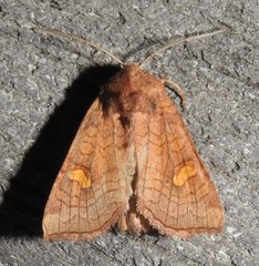 Amphipoea interoceanica