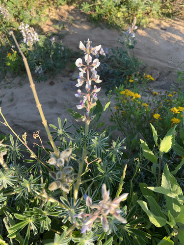 Image of Lupinus palaestinus by (c) Александра Курипко, some rights reserved (CC BY)