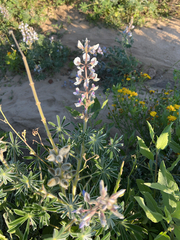 Lupinus palaestinus, photograph (c) Александра Курипко, some rights reserved (CC BY)
