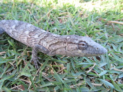 Polychrus acutirostris