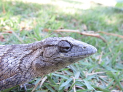 Polychrus acutirostris