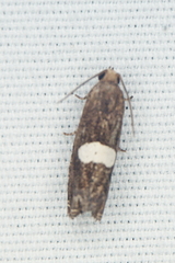Epiblema gibsoni