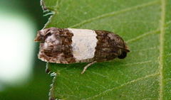 Epiblema tripartitana