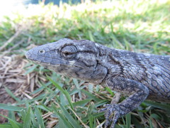 Polychrus acutirostris