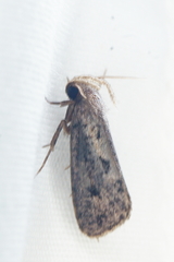 Acrolophus mortipennella