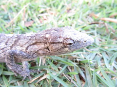 Polychrus acutirostris