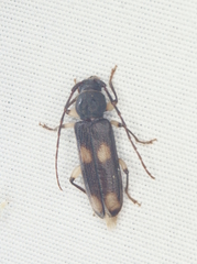 Tylonotus bimaculatus