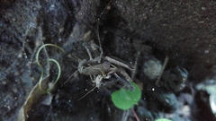 Huastecacris truncatipennis