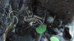 Huastecacris truncatipennis