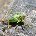 French Mountain Bush-Cricket - Photo (c) osoandino, some rights reserved (CC BY-NC), uploaded by osoandino