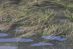 Zostera capensis