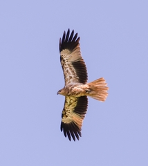 Whistling Kite photo 3