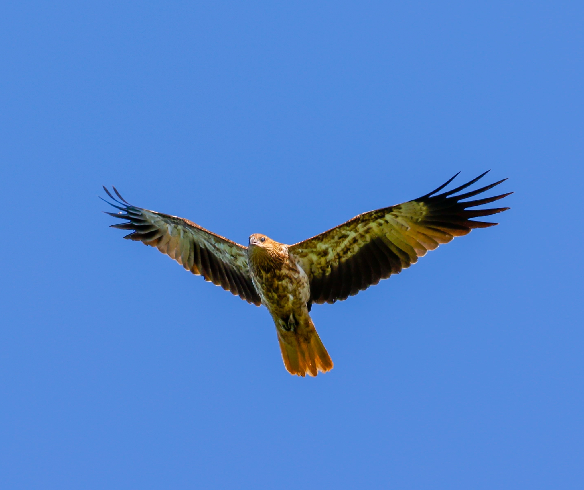 Whistling Kite illustration