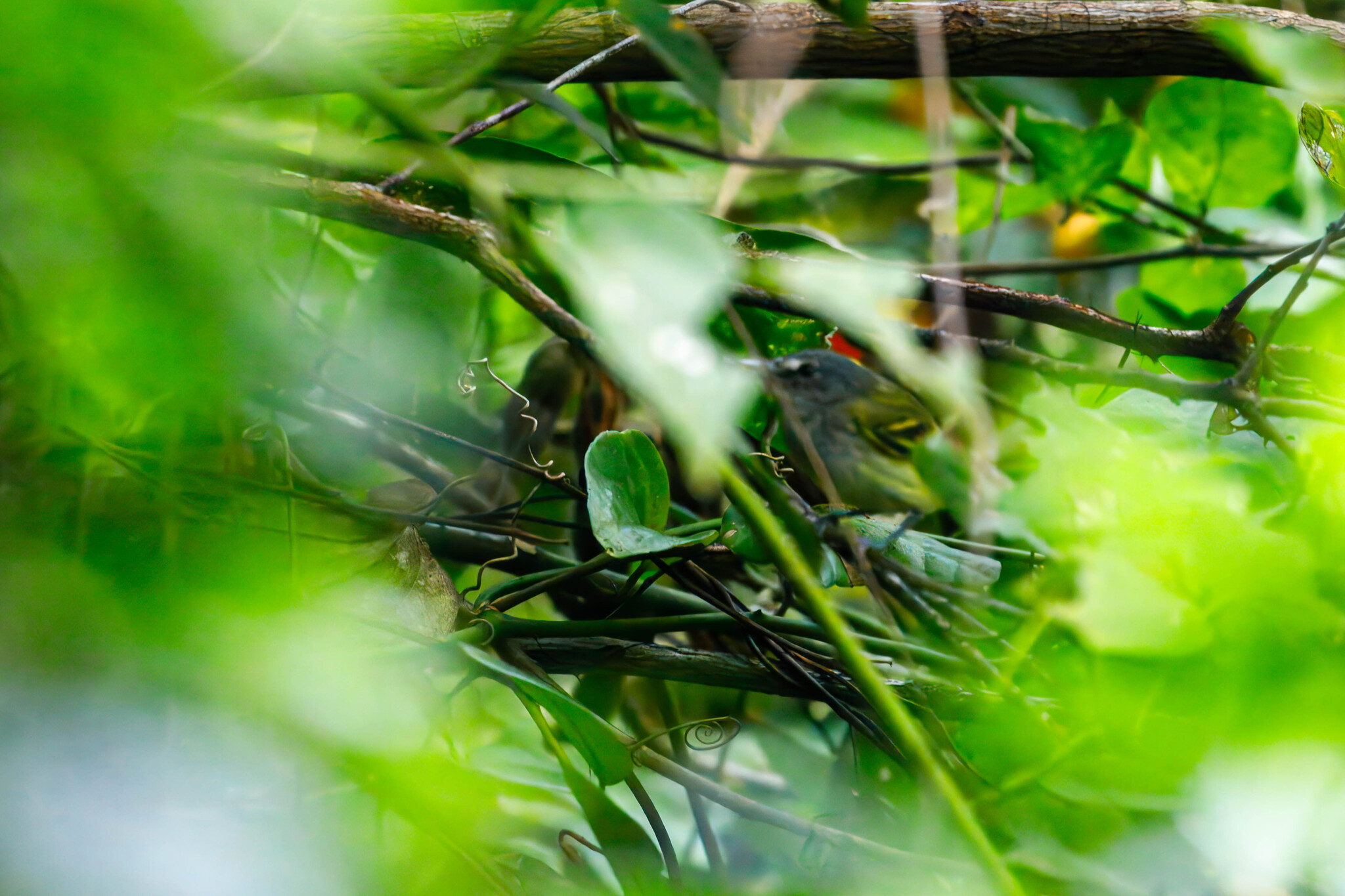 Slaty-headed Tody-Flycatcher (Poecilotriccus sylvia), photo 3