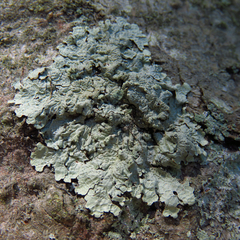 Crespoa crozalsiana