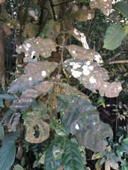 Guarea kunthiana
