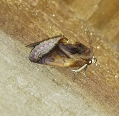 Gonodonta nitidimacula