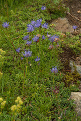 Phyteuma hemisphaericum