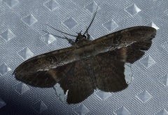 Hemeroblemma numeria