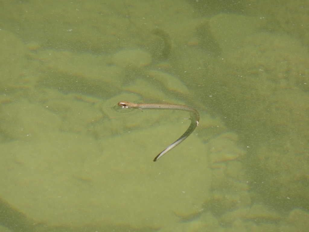 Western Three-toed Skink