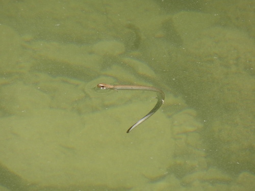 Western (or Iberian) Three-Toed Skink, Chalcides striatus