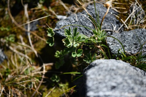 Ranunculus buchananii, photograph 5