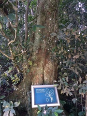 Guarea kunthiana