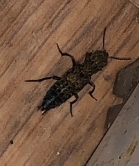 Ontholestes tessellatus