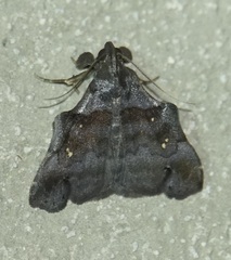 Lascoria orneodalis