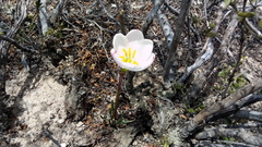 Zephyranthes chichimeca