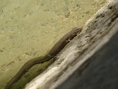 Chalcides striatus