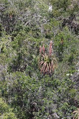 Aloe pluridens