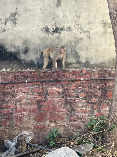 Rhesus Macaque