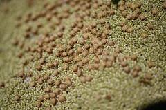 Raoulia hectorii, photograph (c) Flavien Saboureau, some rights reserved (CC BY)