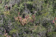 Aloe pluridens