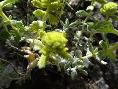 Teucrium aureum
