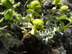 Teucrium aureum