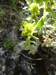 Teucrium aureum