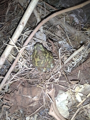 Uperodon systoma