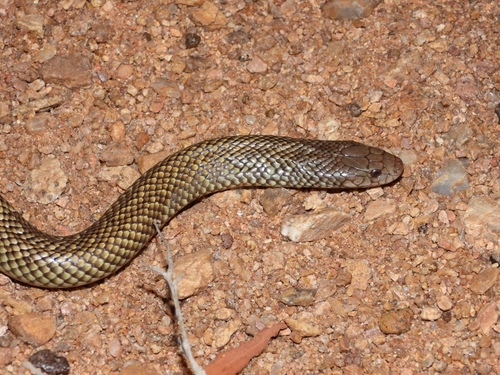 Mulga Snake sighting