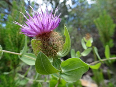 Centaurea pectinata