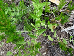 Centaurea pectinata