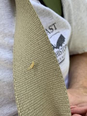 Ephemeroptera