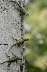 Sceloporus grammicus