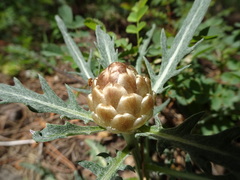 Leuzea conifera