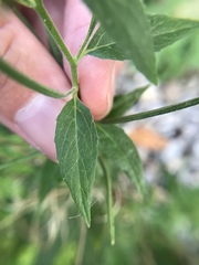 Epilobium ciliatum