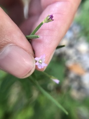 Epilobium ciliatum