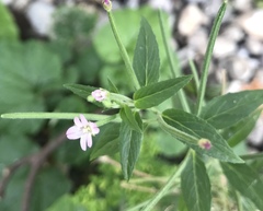 Epilobium ciliatum