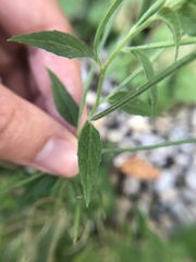 Epilobium ciliatum