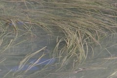 Zostera capensis